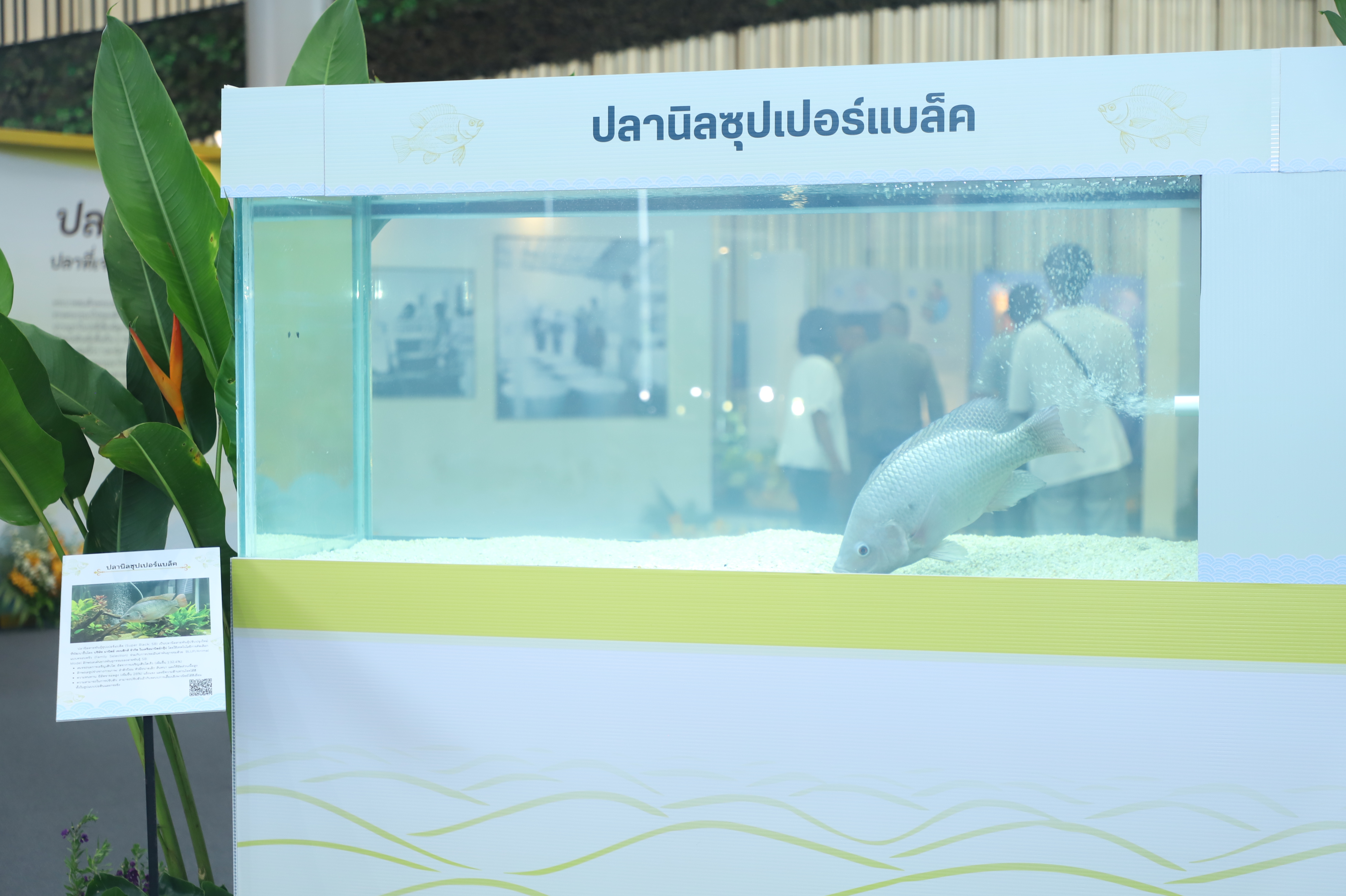 title - เลขาฯ ส.ป.ก. เฝ้ารับเสด็จ สมเด็จพระกนิษฐาธิราชเจ้า กรมสมเด็จพระเทพรัตนราชสุดาฯ สยามบรมราชกุมารี ทรงเป็นองค์ประธานเปิดงาน 60 ปี ปลานิลพระราชทาน เพื่อปวงชนชาวไทย